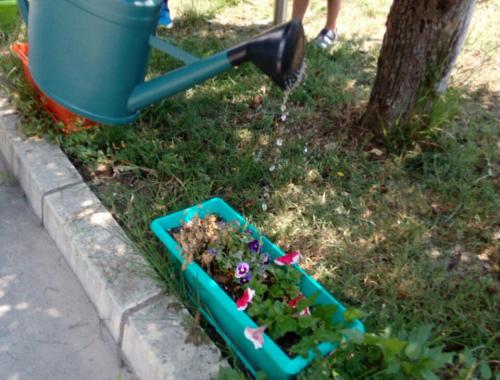 Грижа за растенията